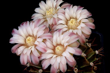 Gymnocalycium stenopleurum